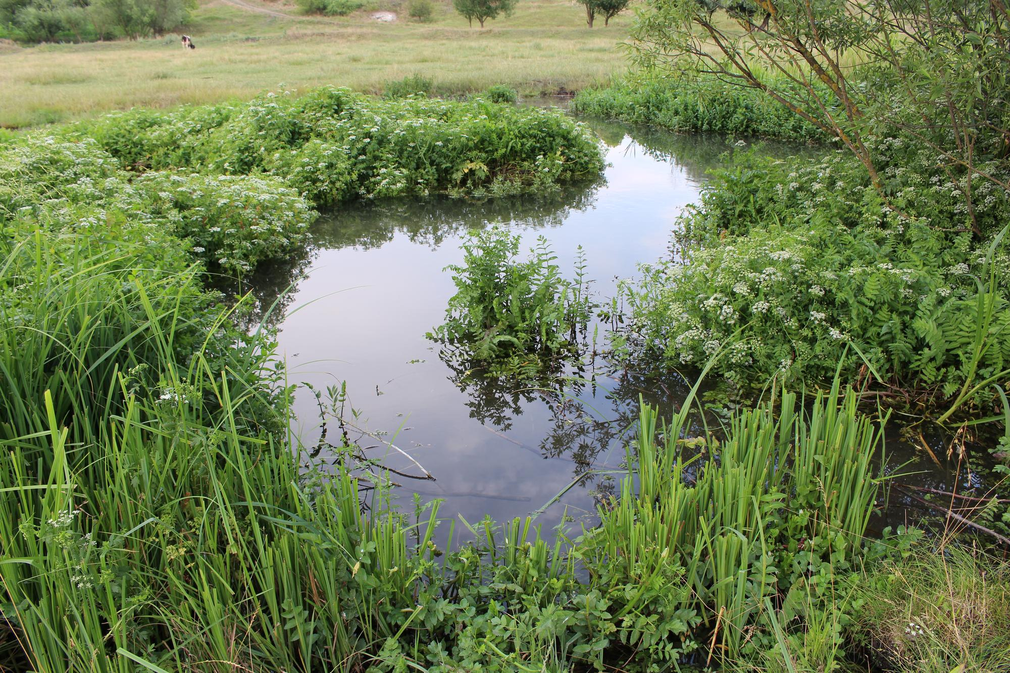 Pond